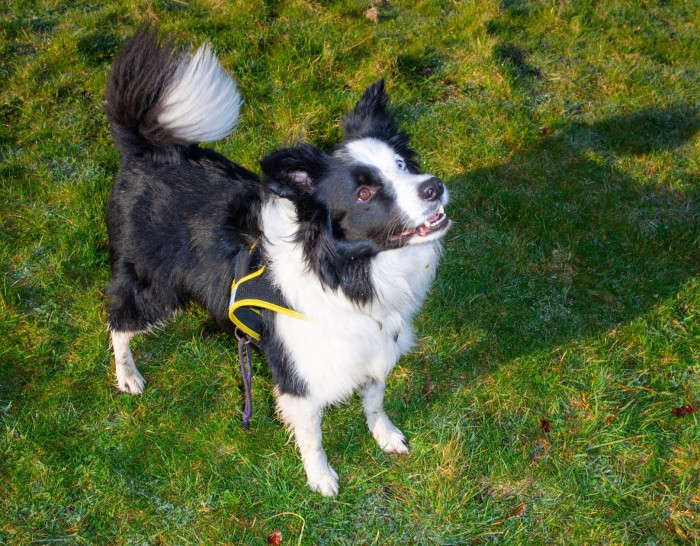 The author’s border collie Alfie