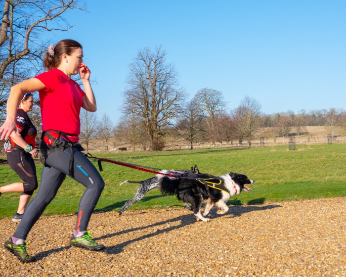 The author running with Alfie alongside Wendy Randall and Minstrel