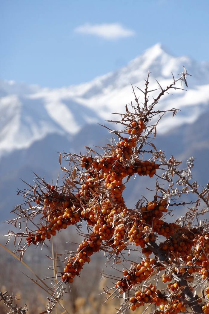 Wild sea buckthorn in the Himalaya Ladakh region of India