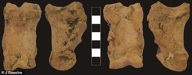 Archaeologists at UCL discovered that the bones in the feet of Neolithic cattle demonstrated distinctive wear patterns, indicative of exploitation as 'animal engines' (pictured)