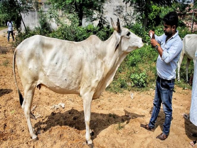 Lumpy skin disease: Goa extends ban on cattle transportation from other states for 60 days