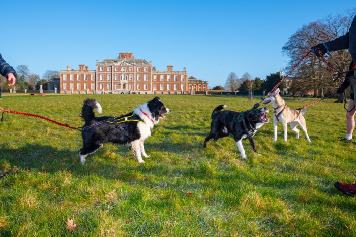 The author’s border collie Alfie with two other dogs on a grassy field in front of Wimpole Hall in Cambridgeshire 