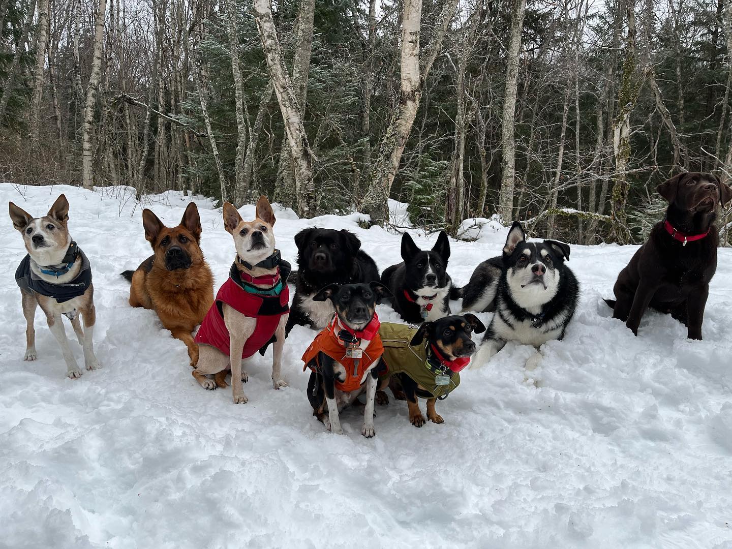 Dogs in the snow