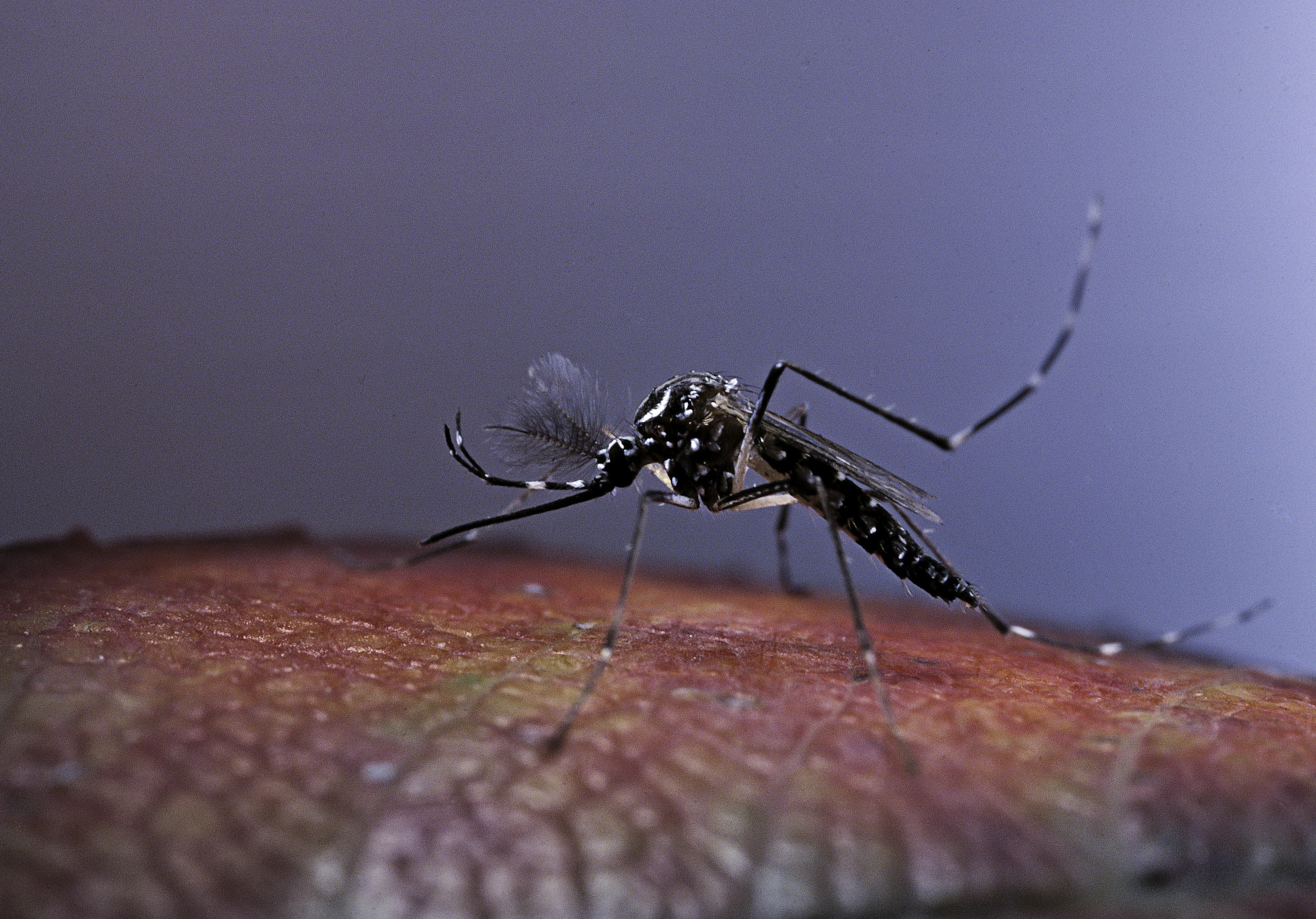 Aedes aegypti mosquito