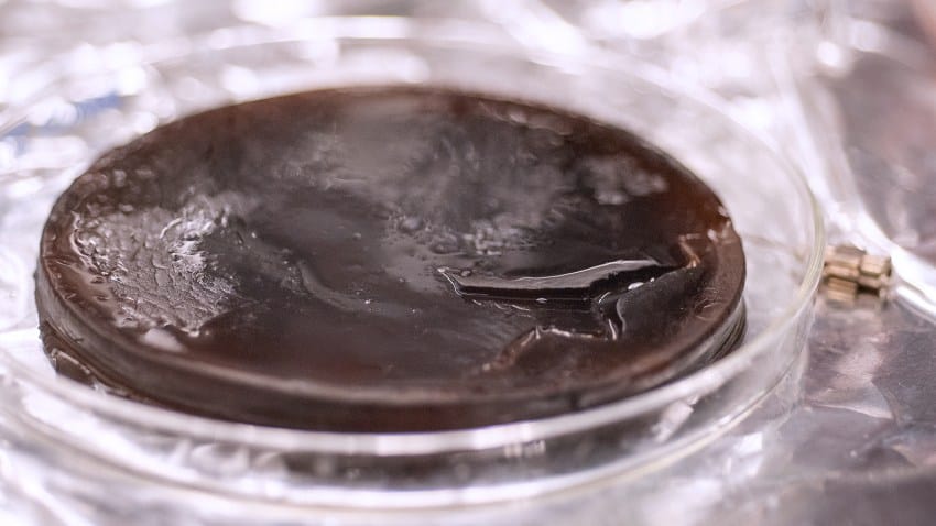 A dark brown coloured gel with moisture on it in a petri dish