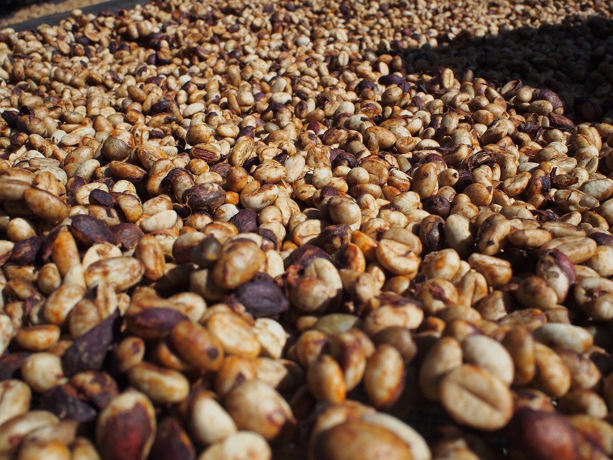 coffee-processing