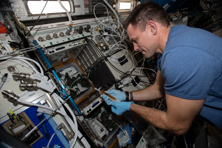 Flight engineer Josh Cassada uses a syringe to water tomato plants