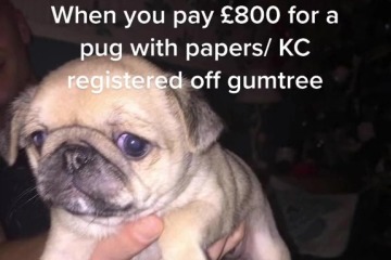 We paid £800 for a cute pug - it grew up to be something completely different