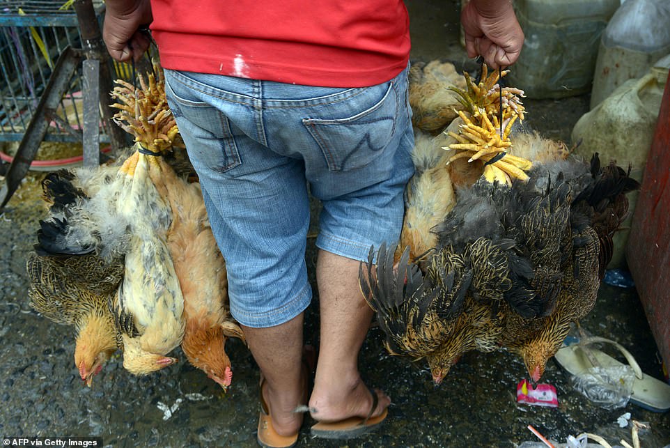 A Cambodian man carries dead chickens at a market in Phnom Penh - the capital and most populous city of Cambodia