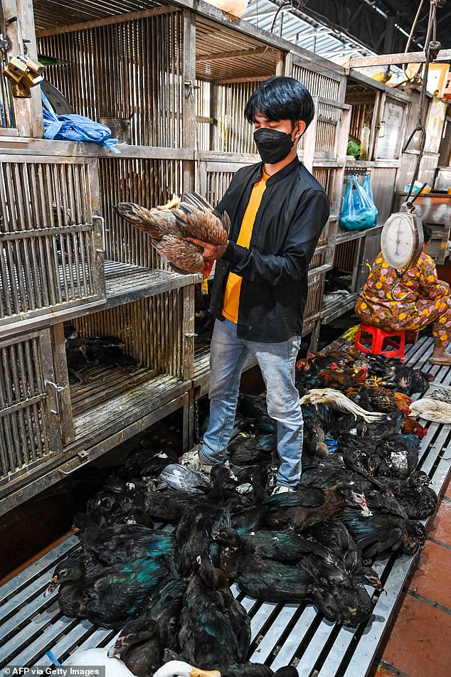 A worker catches chickens at a market in Phnom Penh on February 24, 2023. The father of an 11-year-old Cambodian girl who died earlier in the week from bird flu tested positive for the virus, health officials said