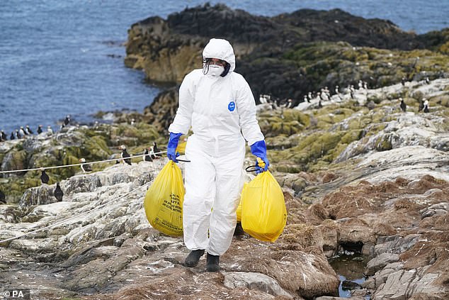 The Animal and Plant Health Agency (Apha) found avian flu in nine foxes and otters in the UK who are believed to have fed on dead birds infected with the virus (stock image)