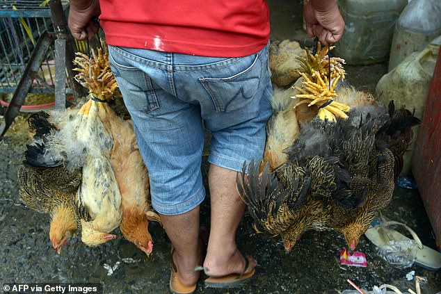 In this file photo taken on March 1, 2013, a Cambodian man carries chickens at a market in Phnom Penh