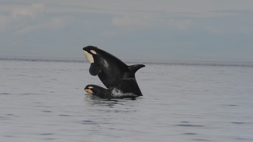 An adult and juvenile killer whale breaching the water