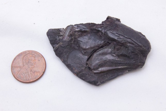 The fossilized skull of Coccocephalus wildi, an early ray-finned fish that swam in an estuary 319 million years ago. The fish is facing to the right, with the jaws visible in the lower right portion of the fossil. The eye socket is the circular, bumpy feature above the jaws. This fish would have been 6 to 8 inches long, about the size of a bluegill. Photo credit: Jeremy Marble, University of Michigan News.