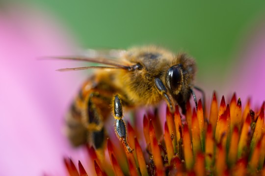 Bee