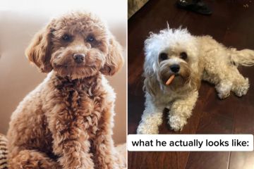 I bought a £1.6k Cavoodle & expected a model dog, but that didn't work out