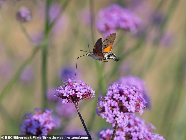 In the first episode viewers are taken to Bristol, where they are treated to a close-up of 'lords and ladies' plant pollination