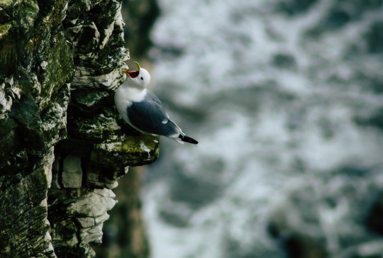 Kittiwake