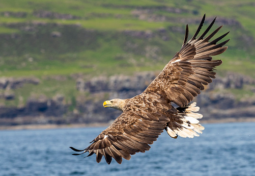 A white-tailed eagle