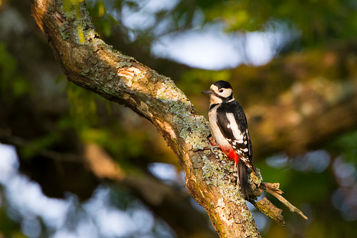 A great spotted woodpecker