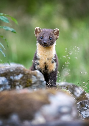 Pine marten