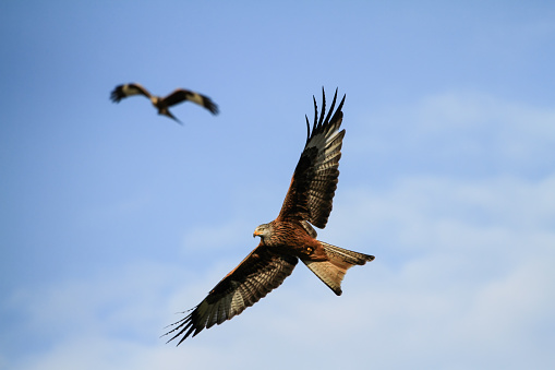 Red Kite