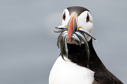 Atlantic Puffin