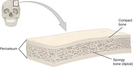 Anatomy of a flat bone