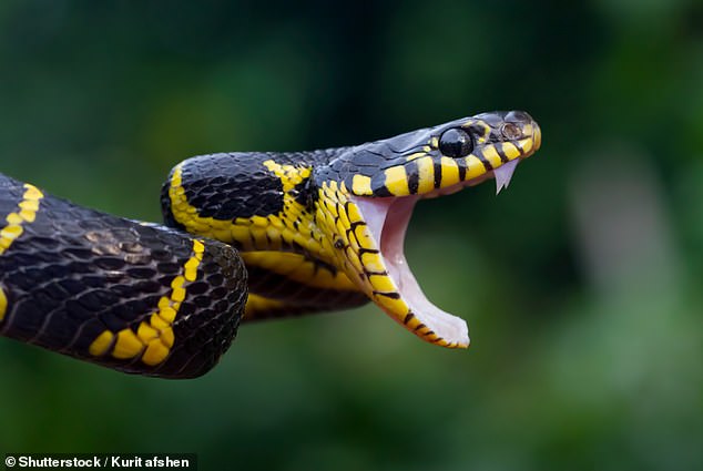 Mr Vasilev thinks that the photo's creator used an image of a mangrove snake (pictured) to get the cat's coloration. The species is also known as the 'gold-ringed cat snake'