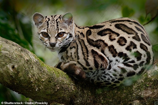 Dr Andrew Kitchener, an expert in wild cats, thinks the cat in the viral image could be a margay, (pictured). These are listed as 'near threatened' and are native to Central and South America