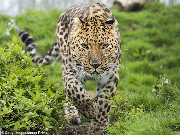 According to the WWF, the Amur leopard (pictured) is likely the world's rarest feline species, as there are thought to be less than 100 left in the wild