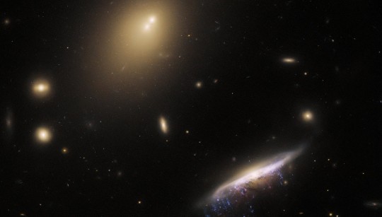 The bright elliptical patches in the image are other galaxies in the cluster that hosts JW100  (Picture: ESA/Nasa/M.Gullieuszik/GASP/SWNS)