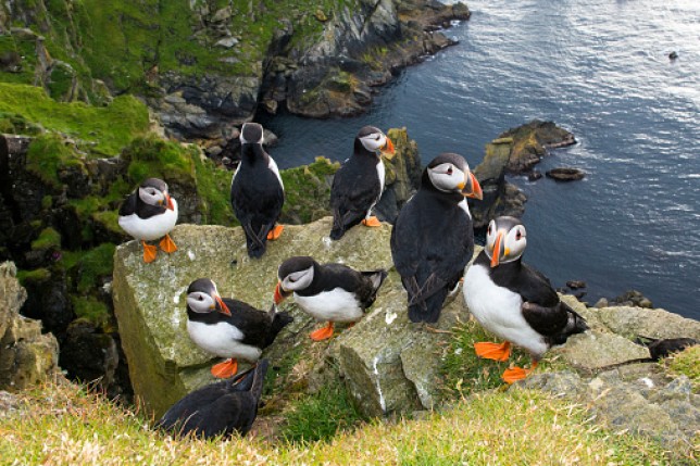 Atlantic puffins 