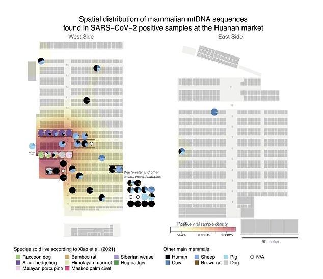 Researchers identified stalls in the southwest corner of the market where Covid is most prevalent. A large portion of Covid samples gathered from the area were from raccoon dogs, they determined