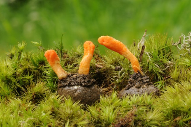 Cordyceps militaris fungus