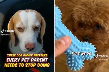 I'm a vet - dog owners always make same mistake when buying toys for pets