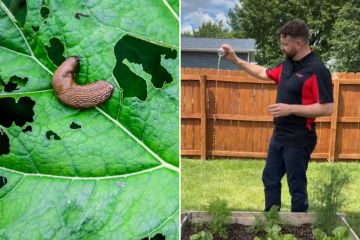 I'm a gardening expert - my 99p hack will banish slugs in seconds