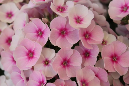 Pink moss flowers