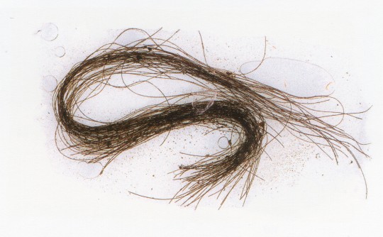 Detail of a preserved hair strand from the Es Càrritx cave