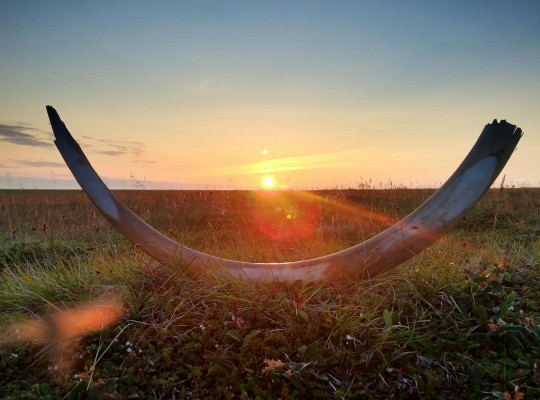 A woolly mammoth tusk, discovered in northeastern Siberia in 2015