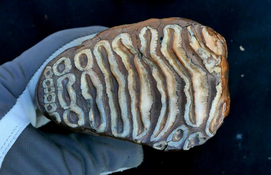 A mammoth molar