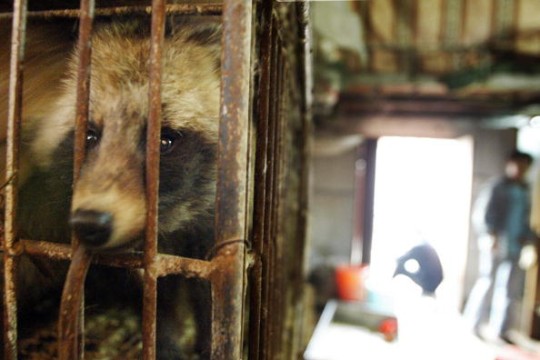 DNA from raccoon dogs that tested positive for Covid-19 has been identified at the Huanan market in Wuhan