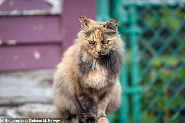 In six Portuguese homes, the DNA of a superbug from one cat and five dogs was similar to that of their owners, suggesting bacteria were probably passed between the animals and humans (File image)