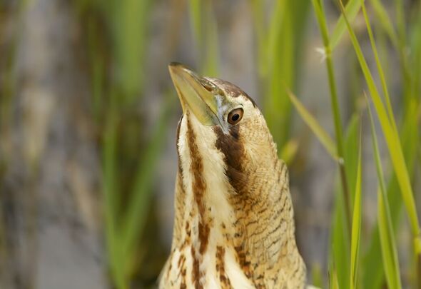 A Eurasian bittern