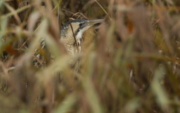 A bittern in the reeds