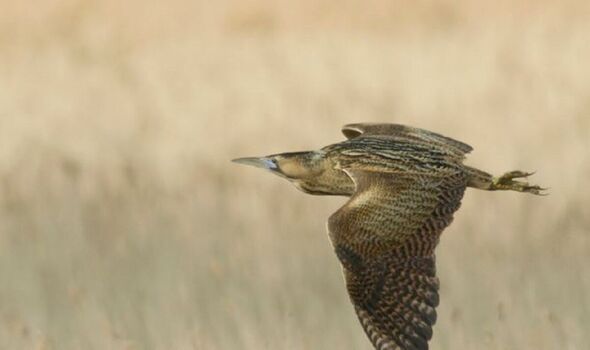 A bittern in flight