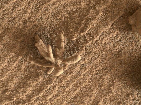 The Martian ‘flower’ (Picture: Nasa/JPL-Caltech/MSSS)