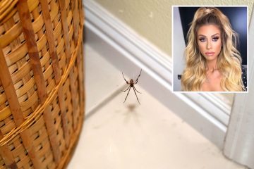 Mrs Hinch fans share 5p hack to repel spiders - it keeps them out the house