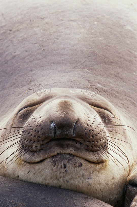 Northern Elephant Seal (Mirounga angustirostris)