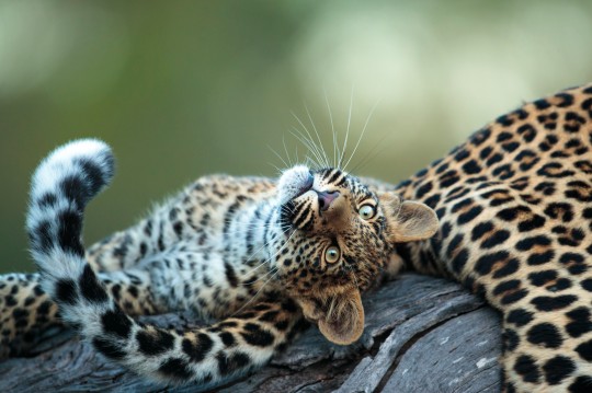 Leopard cub Tlalamba